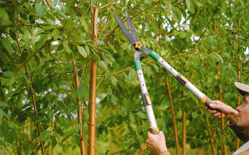 Tree trimming in Hidalgo, IL